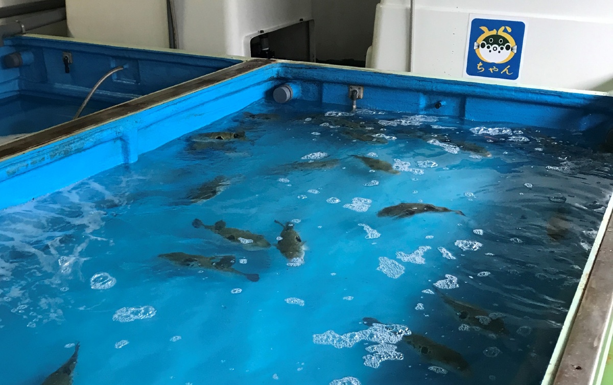 活魚のとらふぐ